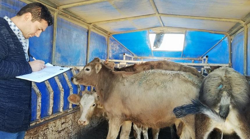 Gen&ccedil; &ccedil;ift&ccedil;ilere b&uuml;y&uuml;kbaş hayvan dağıtıldı