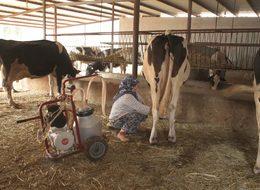 Balıkesirli süt üreticisi dertli 