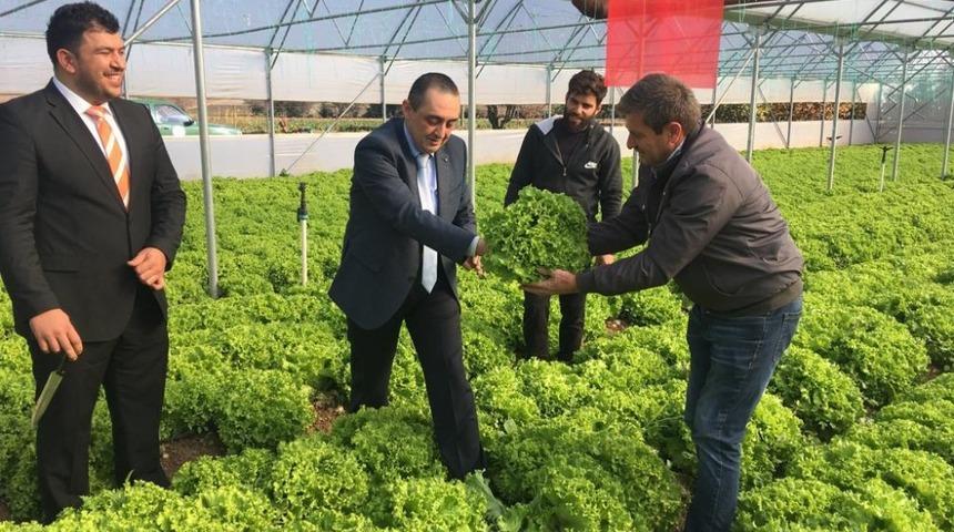 Kaymakam Ant, marul hasadı yaptı