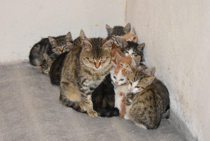 Hayat kadınını genelevden kovdular! Sebebi pes dedirtti G4