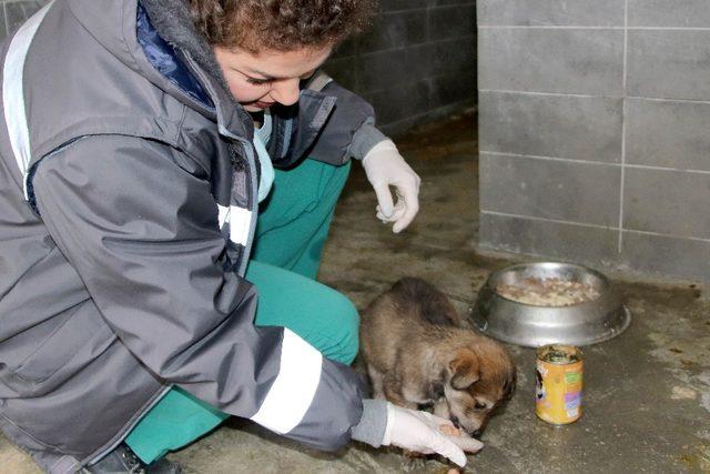 128 sokak hayvanına yeni yuva