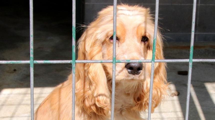 128 sokak hayvanına yeni yuva