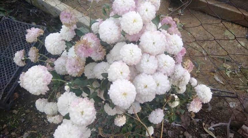 Sonbaharda Kasımpatı g&uuml;zelliği