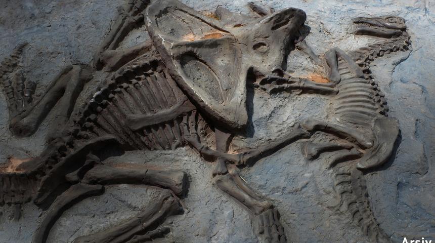 110 milyon yıllık dinozor fosili bulundu