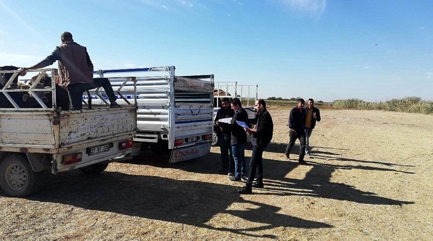 Musabeyli il&ccedil;esinde 19 &ccedil;ift&ccedil;iye 95 b&uuml;y&uuml;kbaş hayvan dağıtıldı