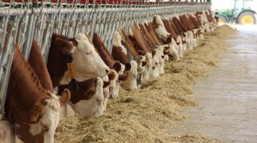 K&uuml;tahya&rsquo;da b&uuml;y&uuml;kbaş hayvan sayısı 187 bin 550