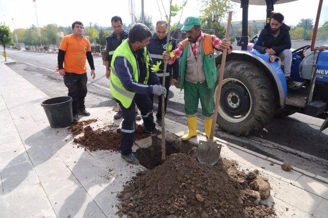 Siirt’te ağaç dikme çalışması başlatıldı