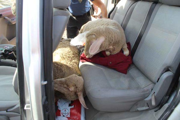 Gören şaşıp kaldı! Arabadan 3 kadın, 3 erkek, 5 koyun çıktı G2