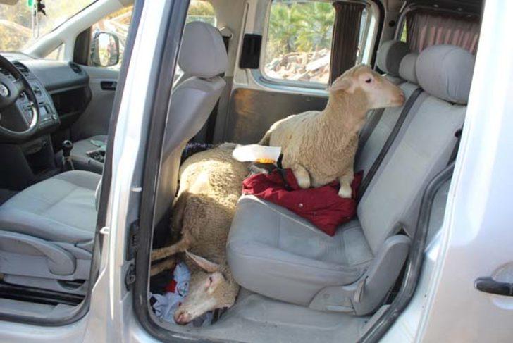 Gören şaşıp kaldı! Arabadan 3 kadın, 3 erkek, 5 koyun çıktı G3