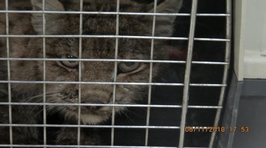 Erzincan&rsquo;da ki yaralı vaşak tedavi altına alındı