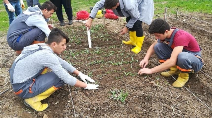 Salep ve yumrulu bitkiler k&uuml;lt&uuml;re alınıyor