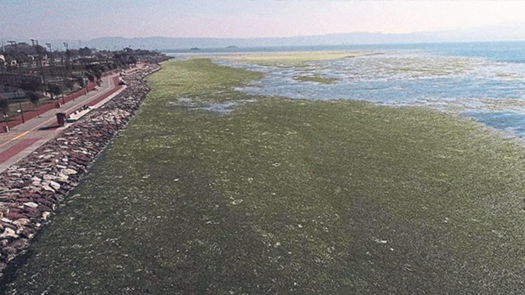 İzmir'de g&ouml;r&uuml;lm&uuml;şt&uuml;, korkun&ccedil; ger&ccedil;ek! Deniz kıyısında y&uuml;r&uuml;yenleri bekleyen tehlike