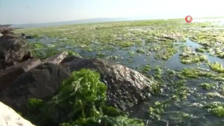 İzmir'de görülmüştü, korkunç gerçek! Deniz kıyısında yürüyenleri bekleyen tehlike G1