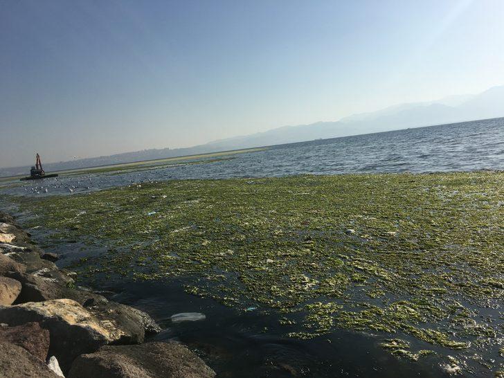 İzmir'de görülmüştü, korkunç gerçek! Deniz kıyısında yürüyenleri bekleyen tehlike G4