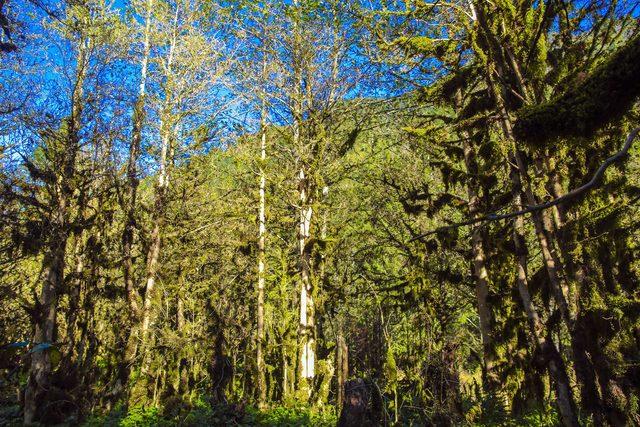 Fırtına Vadisi ndeki şimşir ormanları kuruyor 1