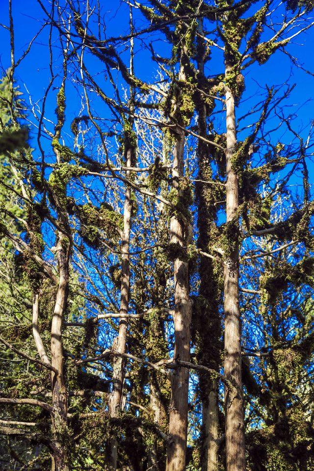 Fırtına Vadisi ndeki şimşir ormanları kuruyor 2