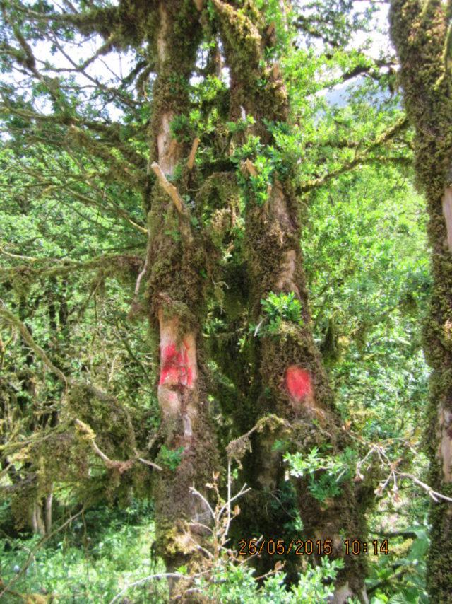 Fırtına Vadisi ndeki şimşir ormanları kuruyor 3