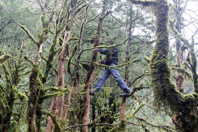 Fırtına Vadisi ndeki şimşir ormanları kuruyor 4