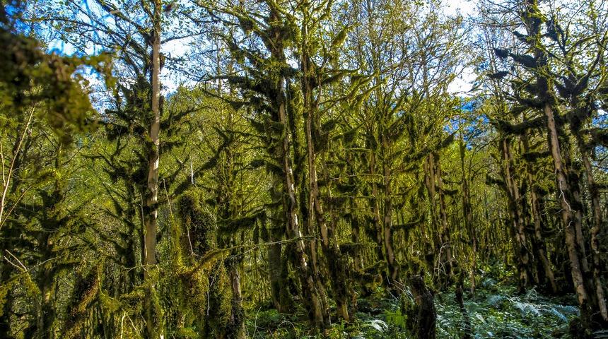 Fırtına Vadisi'ndeki şimşir ormanları kuruyor
