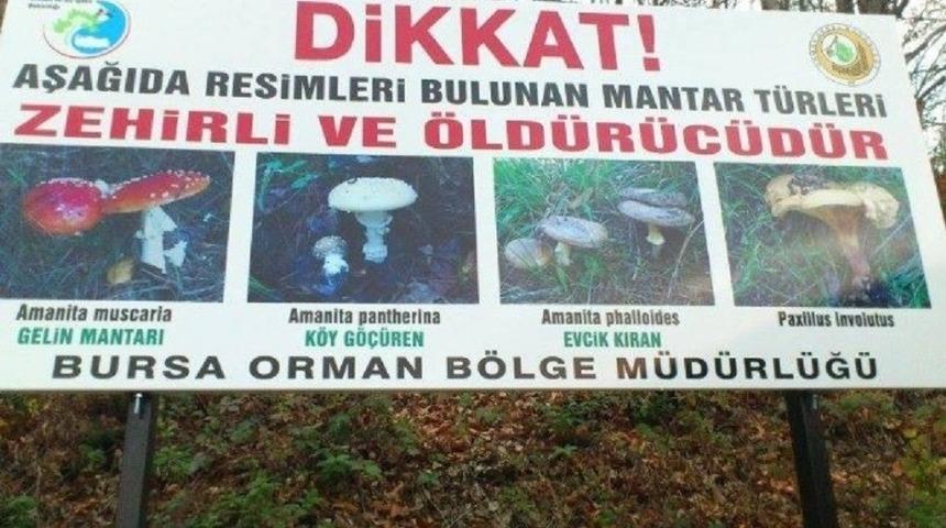 Uludağ&rsquo;da afişle zehirli mantar uyarısı