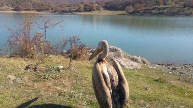 Yaralı pelikan tedavi altına alındı