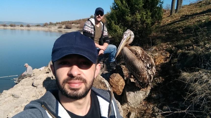 Yaralı pelikan tedavi altına alındı