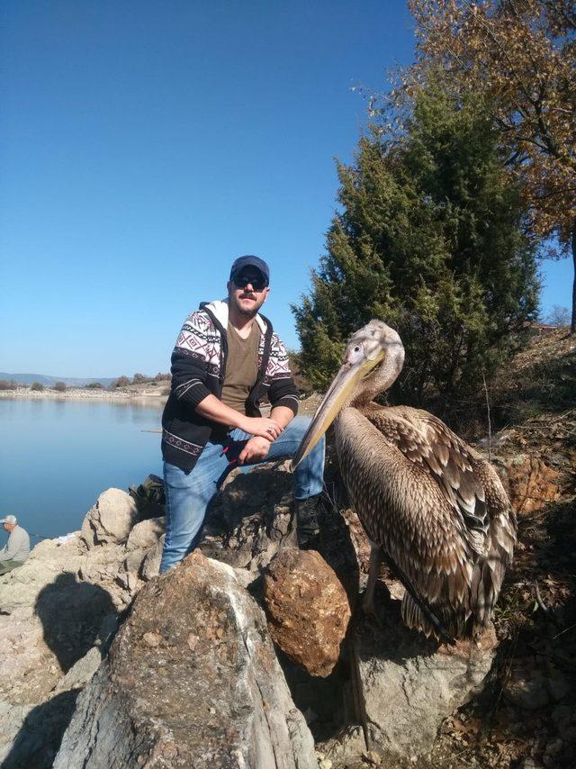 Gölet kenarında bulunan yaralı pelikan tedaviye alındı