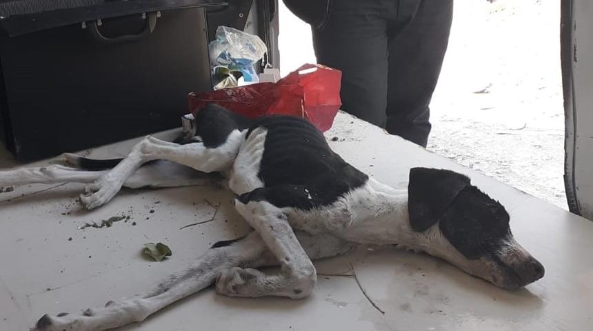 Zehirlenen k&ouml;peğe vatandaşlar sahip &ccedil;ıktı