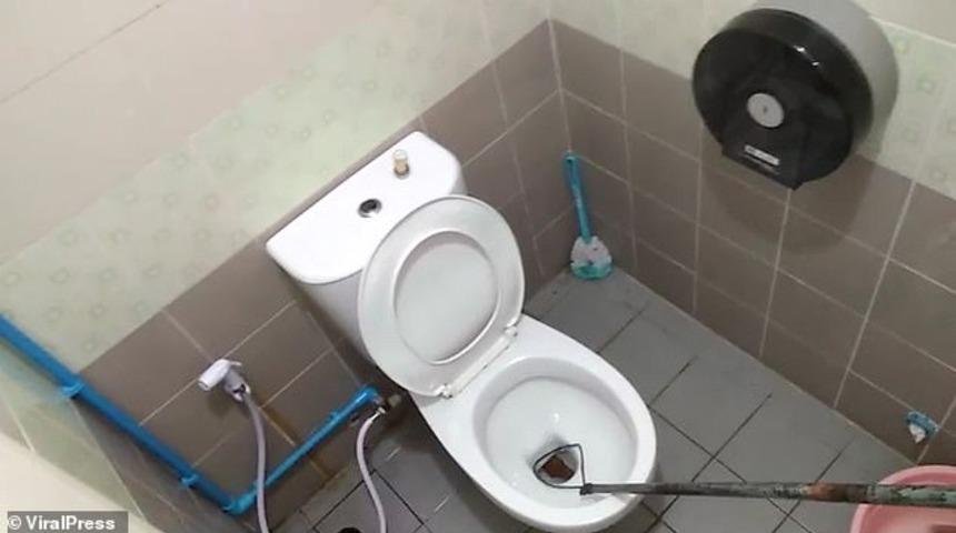 3 metrelik yılan klozette oturan adamın penisini ısırdı