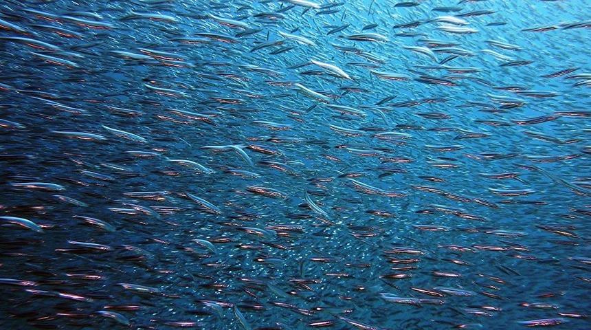 İlginç iddia! İşte dünyanın en faydalı balığı