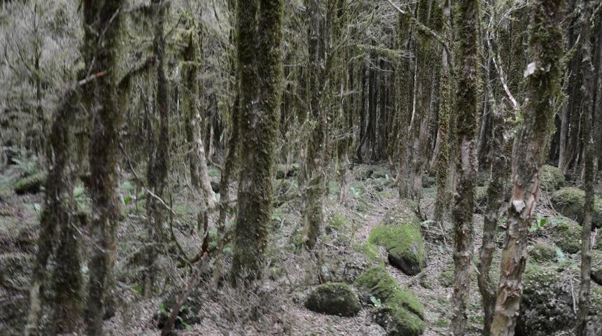 Fırtına Vadisi'ndeki şimşir ormanları kuruyor (2)