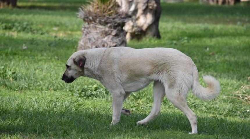 Aliağa&rsquo;da bin 920 sokak hayvanı tedavi edildi