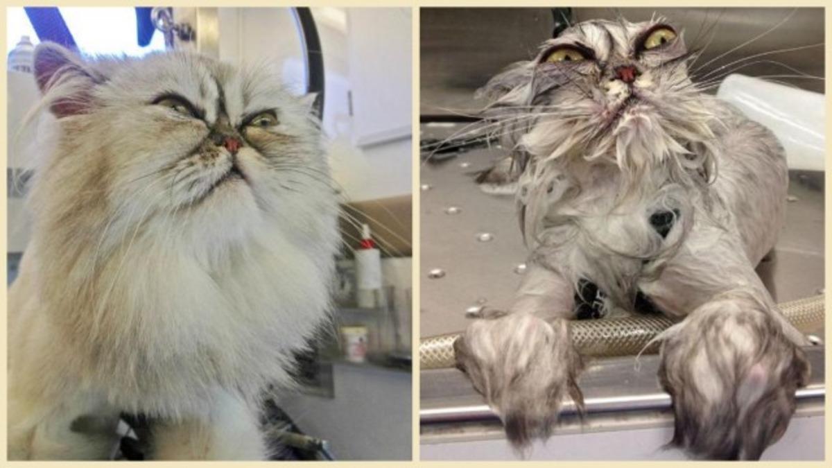 Siz onları bir de banyodan sonra g&ouml;r&uuml;n 