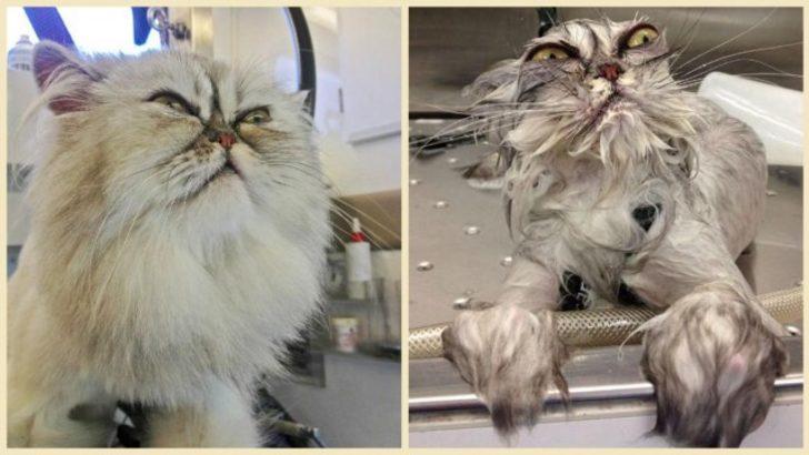 Siz onları bir de banyodan sonra görün 