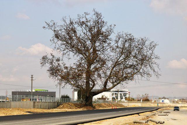 270 yıllık çınar ağacının zarar görmemesi için yol projesi değişti