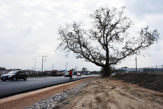 270 yıllık çınar ağacının zarar görmemesi için yol projesi değişti