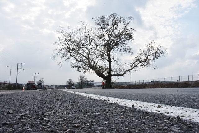 270 yıllık çınar ağacının zarar görmemesi için yol projesi değişti