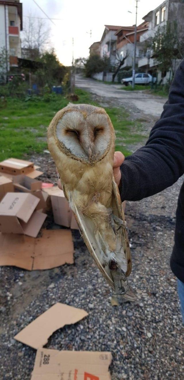 Kaynarca’da yaralı peçeli baykuş bulundu