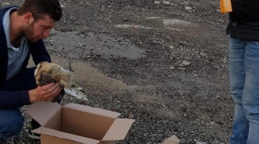 Kaynarca&rsquo;da yaralı pe&ccedil;eli baykuş bulundu