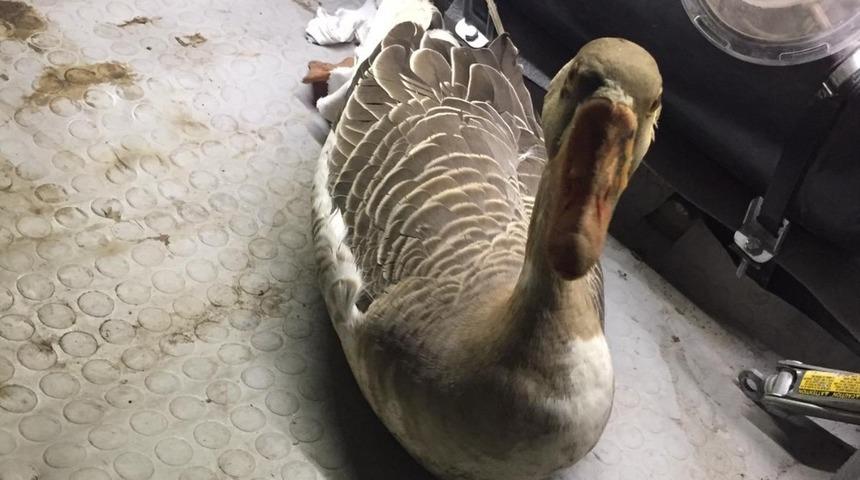 Yaralı bulunan yaban kazı tedavi altına alındı