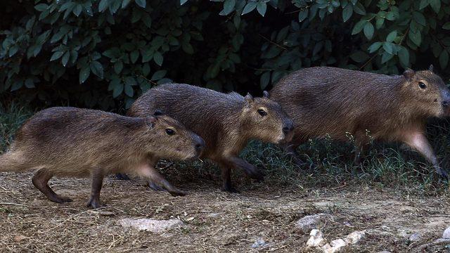 İzmir Doğal Yaşam Parkı ailesi genişledi