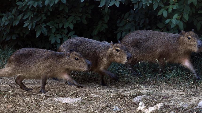 İzmir Doğal Yaşam Parkı ailesi genişledi