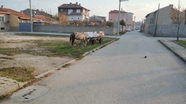 Başıboş atlar cirit atmaya devam ediyor