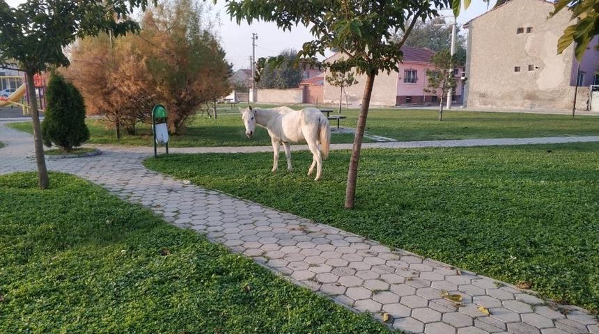 Başıboş atlar cirit atmaya devam ediyor
