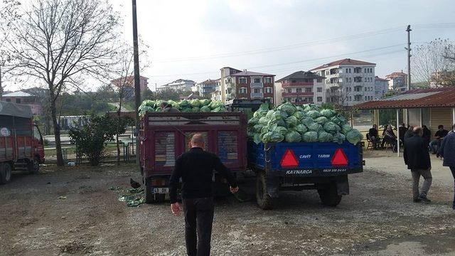 Kaynarca lahanası pazara indi