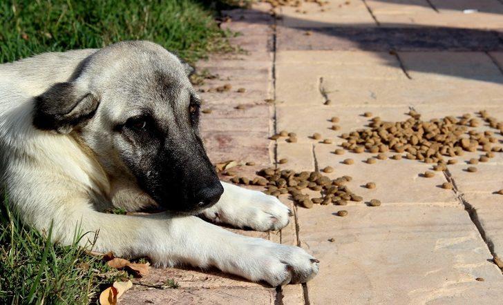 Sokak hayvanlarını yalnız bırakmıyorlar G2