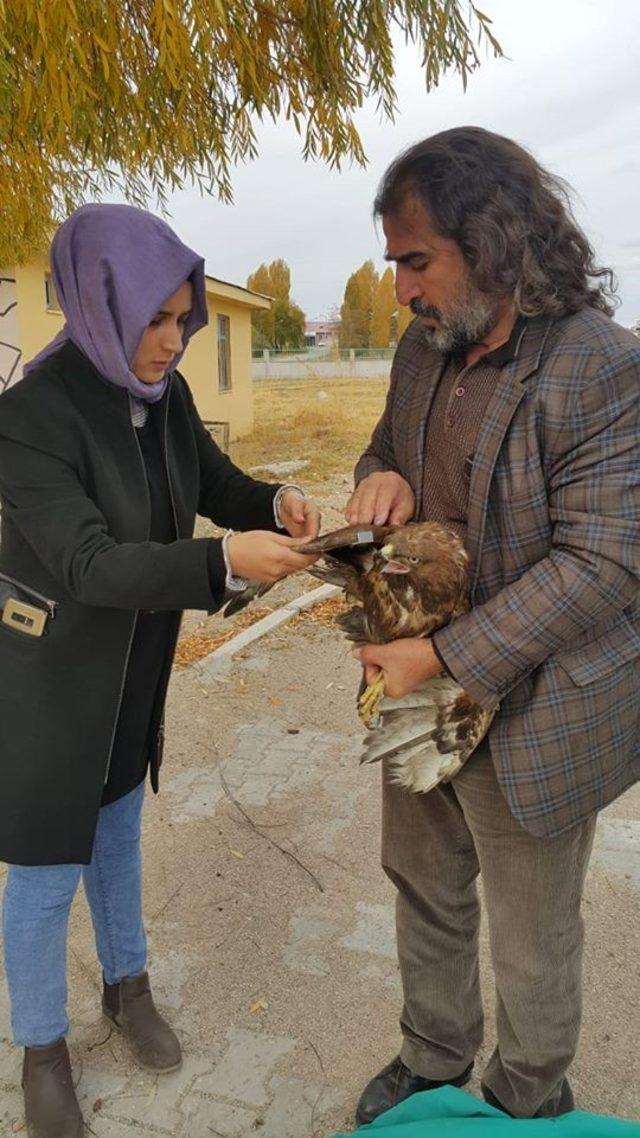 Tedavisi tamamlanan Kızıl Şahin yaşam alanına bırakıldı