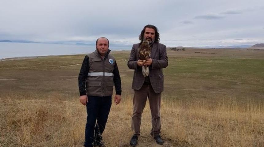 Tedavisi tamamlanan Kızıl Şahin yaşam alanına bırakıldı