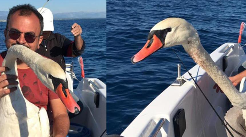 Açık denizde kuğu buldu! 'Kemik parçasını gördüm