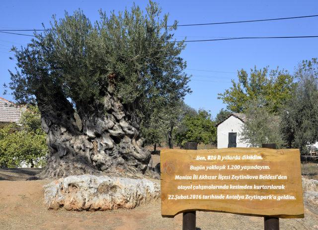 760 ve 1200 yaşlarındaki iki anıt ağaçtan toplanan zeytin, açık artırmada